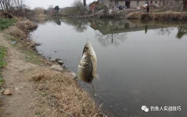 饵料钓鱼鱼一直脱钩,专攻鲫鱼鲤鱼草鱼拉饵