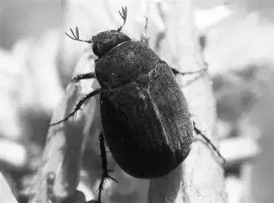 蔬菜害虫防治大全,蔬菜害虫最佳防治方法