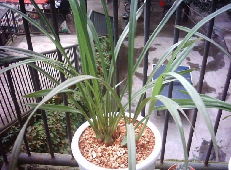 扦插月季要用生根粉泡多久,生根粉兑水扦插月季