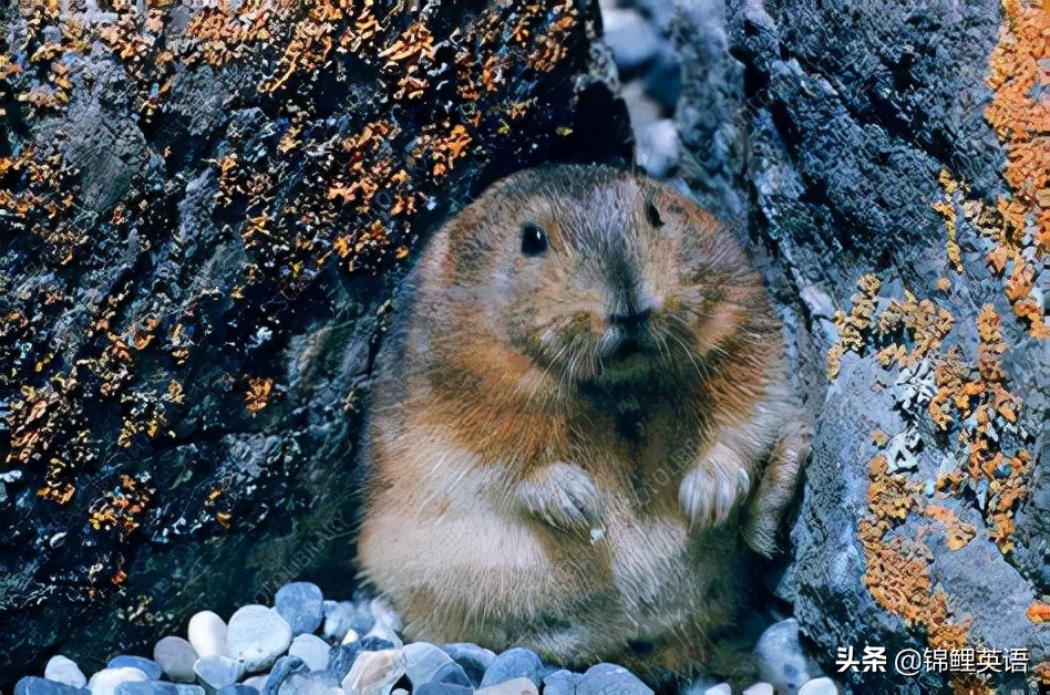 2021锦州中考英语题,2024年锦州初中学业水平测试