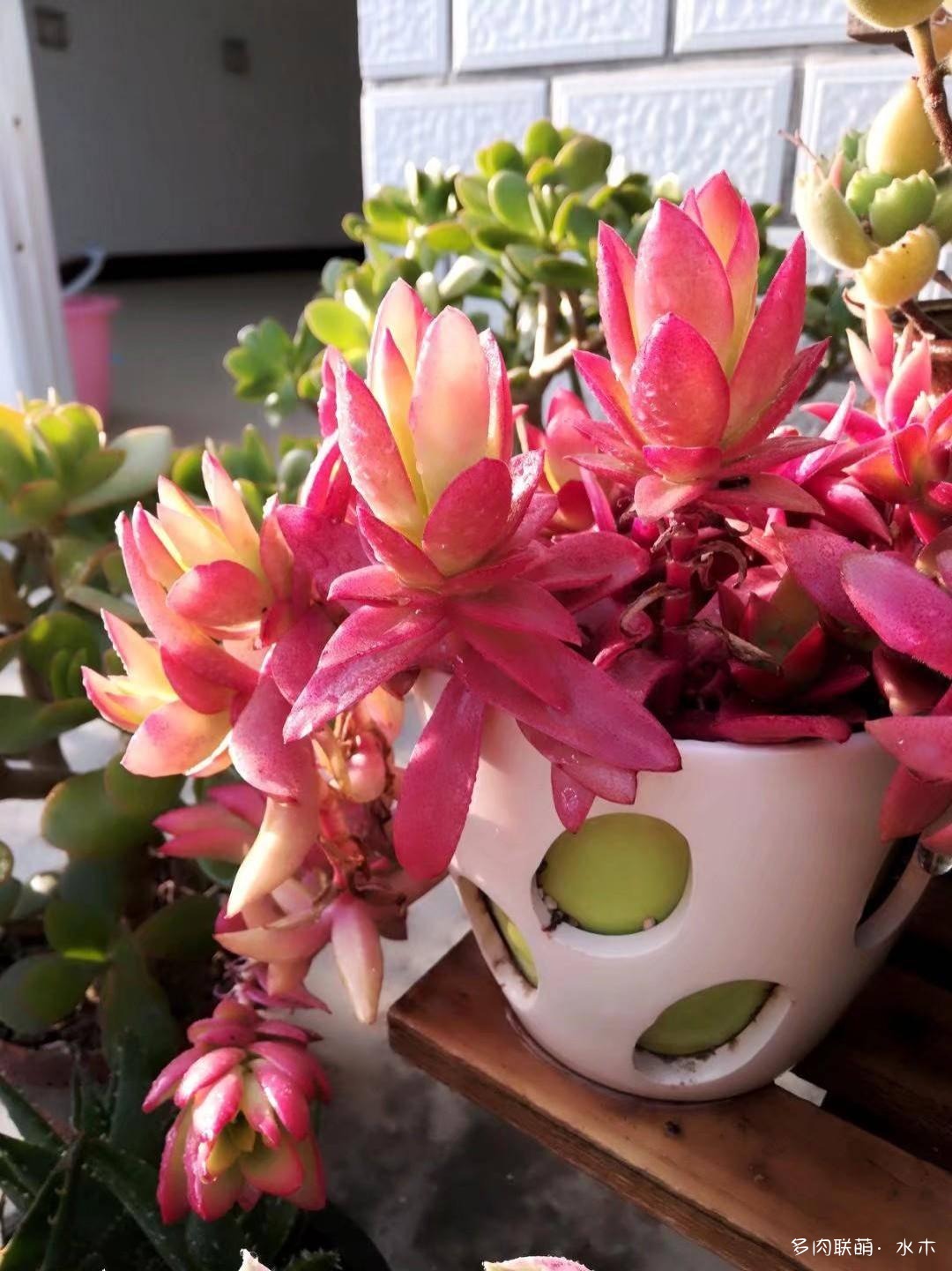 这才是多肉夏天该有的样子,多肉短期内颜值最高的时刻