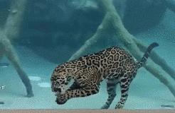 宝典妈妈带你了解国际海豹日,国际海豹日科普