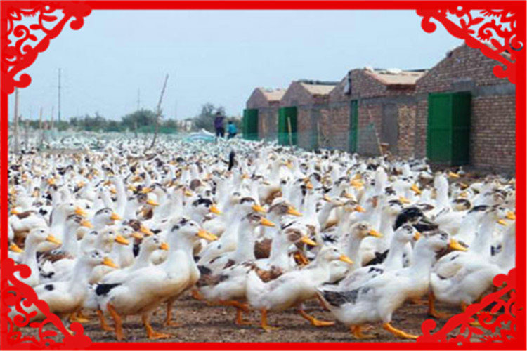 目前农村养殖什么最好赚钱,最新农村养殖什么投资少赚钱快