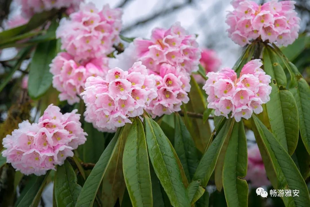 雅安4天旅游攻略最新版,五一去雅安的攻略