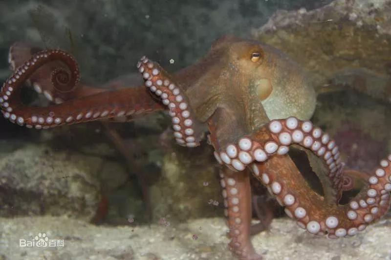 章鱼怎么有11只腕足,章鱼腕足为什么不能吸