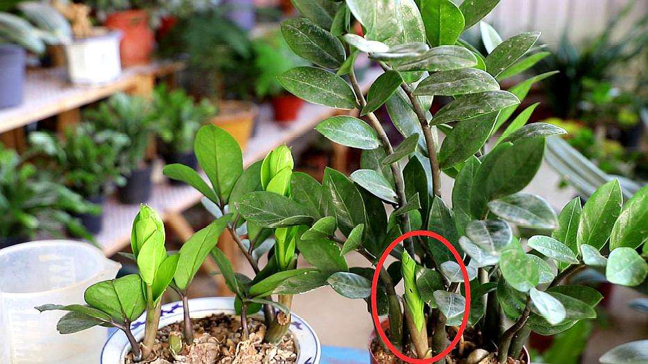 在家怎样给绿植制作氮磷钾的肥料,绿萝肥料能施金钱树吗