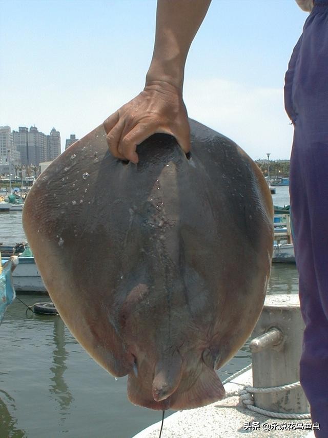 魟鱼的观赏价值,2023年魟鱼价格趋势