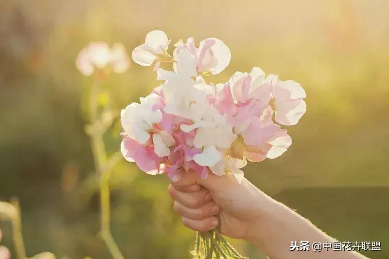 100种鲜花的花语樱花,100种不同花的花语