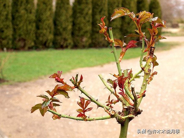 红双喜月季是扦插好还是嫁接好,藤本月季嫁接的好还是扦插的好