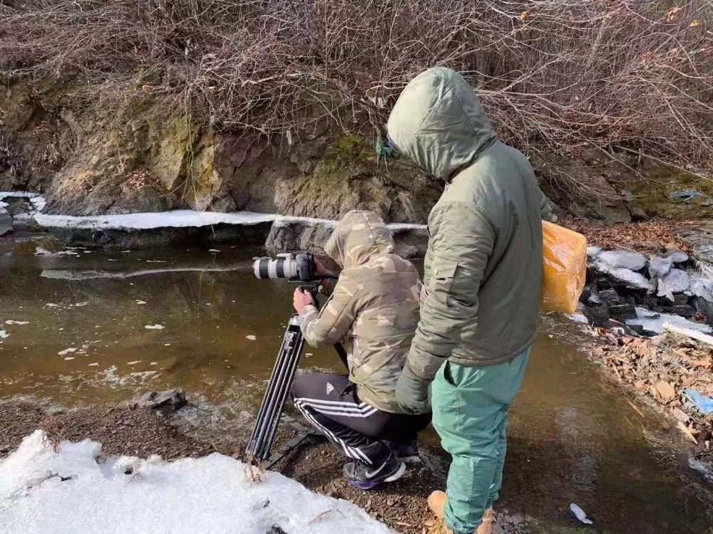 黑参与黑参脚区别,黑参与西洋参有什么区别