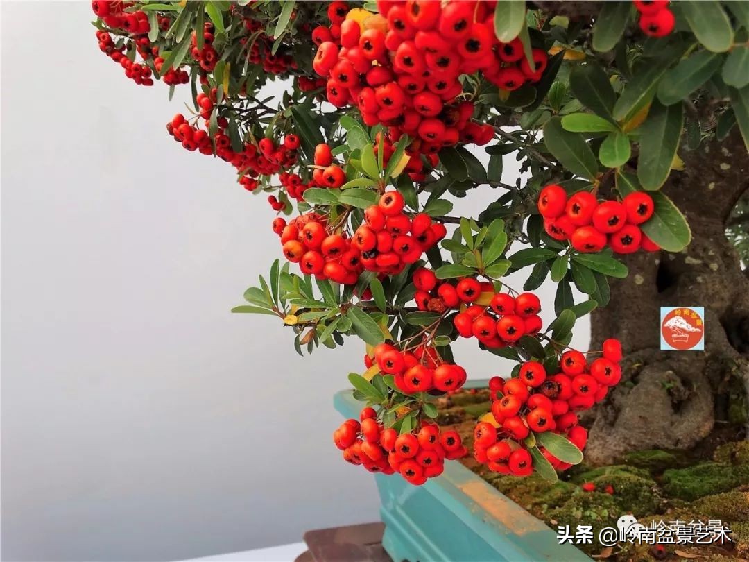 杂木盆景也毫不逊色,杂木盆景值钱吗