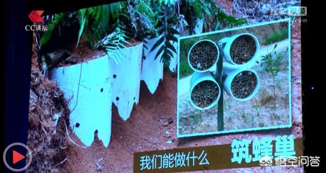 预言蜜蜂灭绝真相,爱因斯坦预言蜜蜂消失人类灭亡