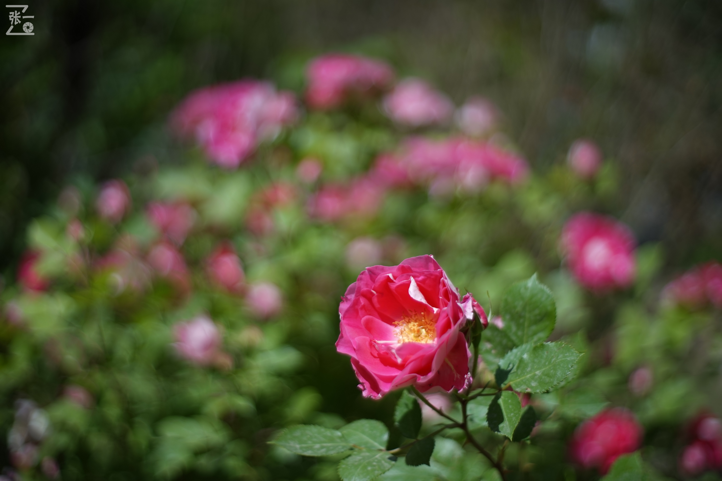 凤凰国产50mm镜头,凤凰索尼e口镜头