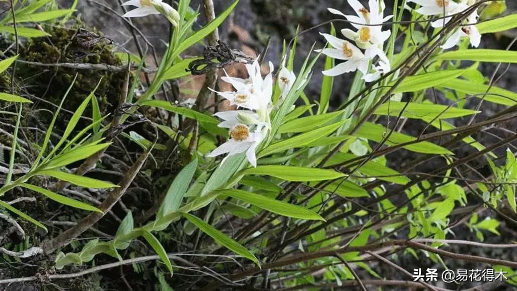 笋兰是名贵兰花吗,深山里又发现好多珍贵兰花品种