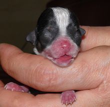 吉娃娃饲养容易吗,吉娃娃犬好训练吗