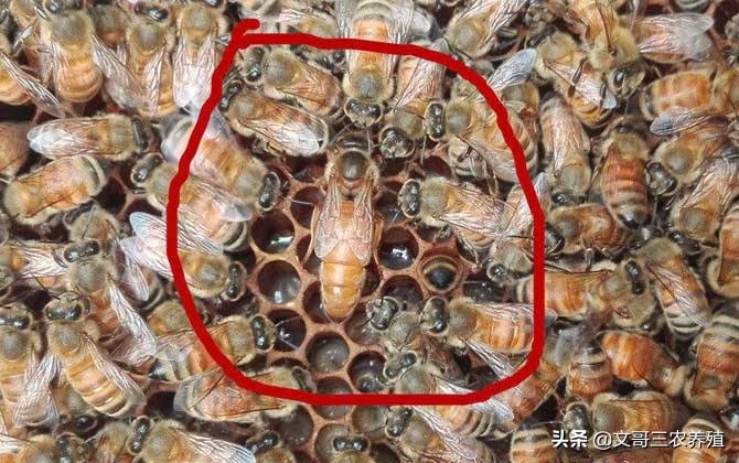 中蜂养蜂知识和技术视频,中蜂养殖技术养蜂工具