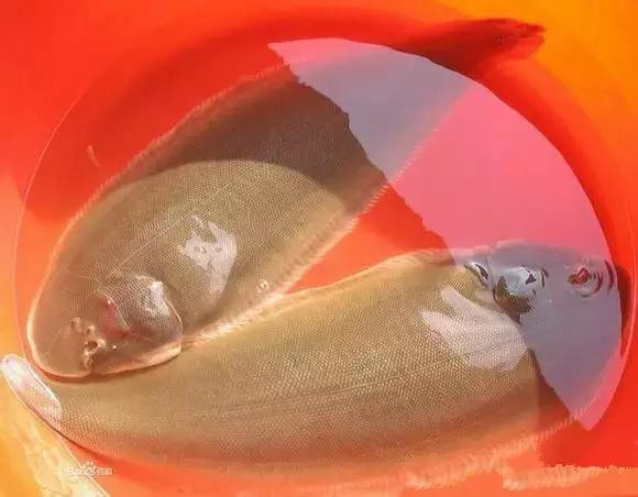 海南渔民整理的海鲜大全,渔民海鲜介绍