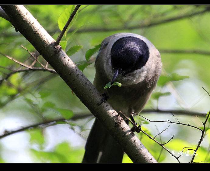 家里来灰喜鹊好吗,灰喜鹊什么季节出现