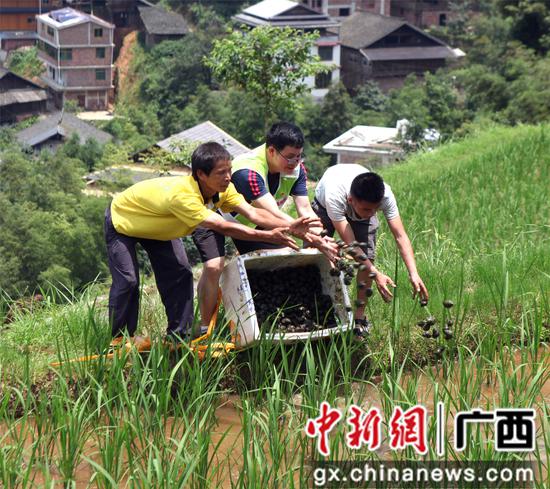 广西农村青年脱贫致富,90后回乡创业带动百姓脱贫致富