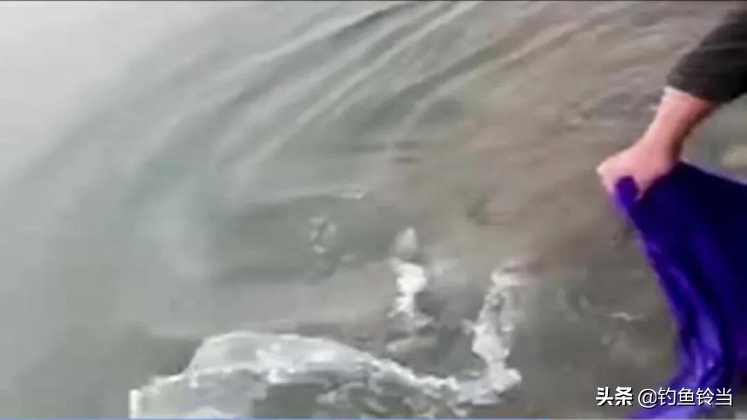 达氏鳇鱼长江也有吗,达氏鳇鱼简介