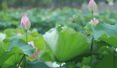 广州有荷花的地方,广州周边的荷花景点推荐