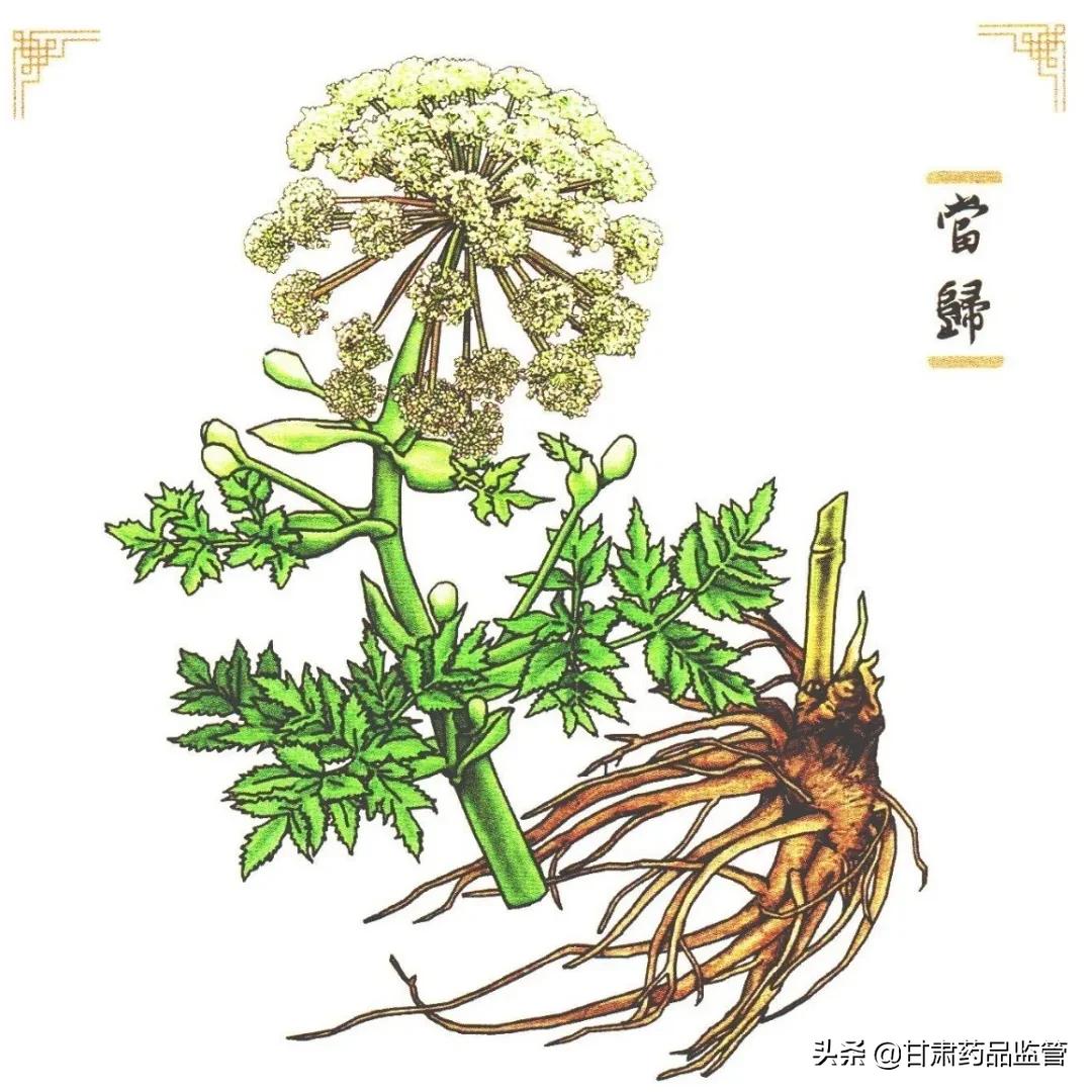 当归中药科普,中药当归介绍