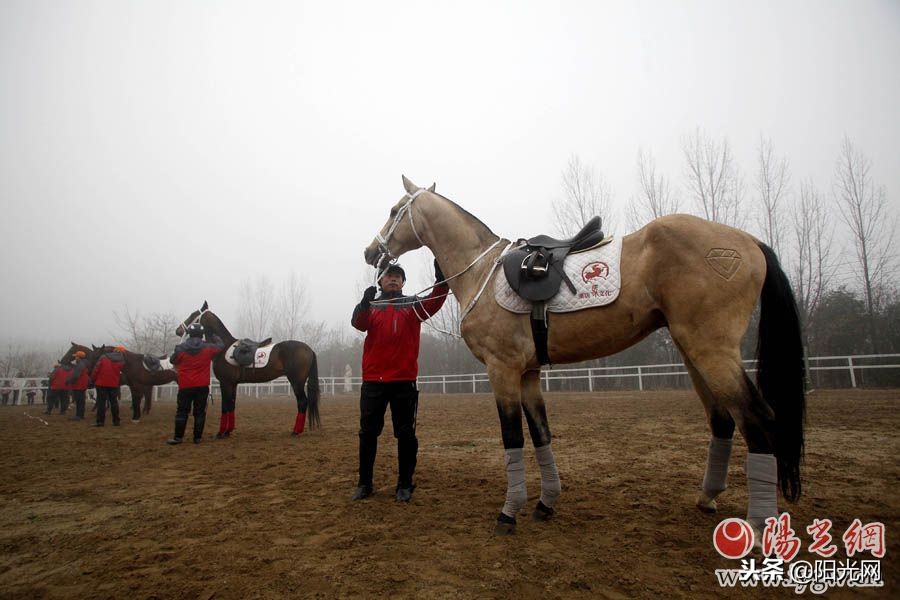 花千万引进七匹汗血宝马盛唐舞马技艺将再现西安