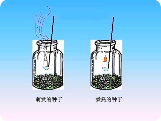 去青皮鲜嫩薄皮绿皮核桃,绿皮核桃去皮手发黑怎么快速处理