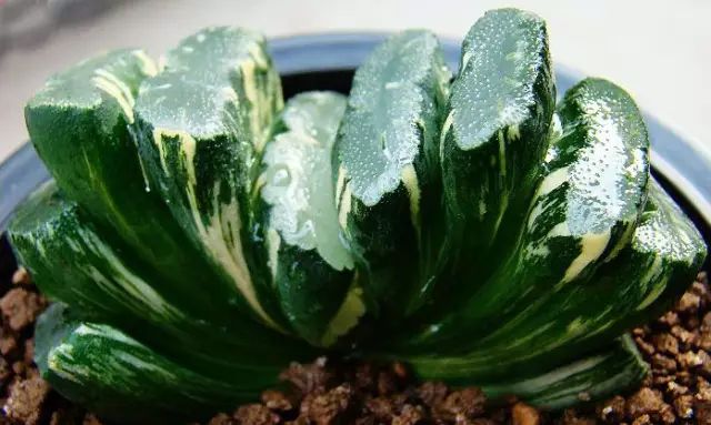 世界上最稀有最名贵的花,世界上最漂亮名贵的花