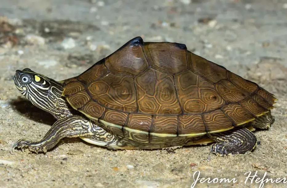 地图龟12cm成年了么,地图龟14到15厘米能生蛋吗