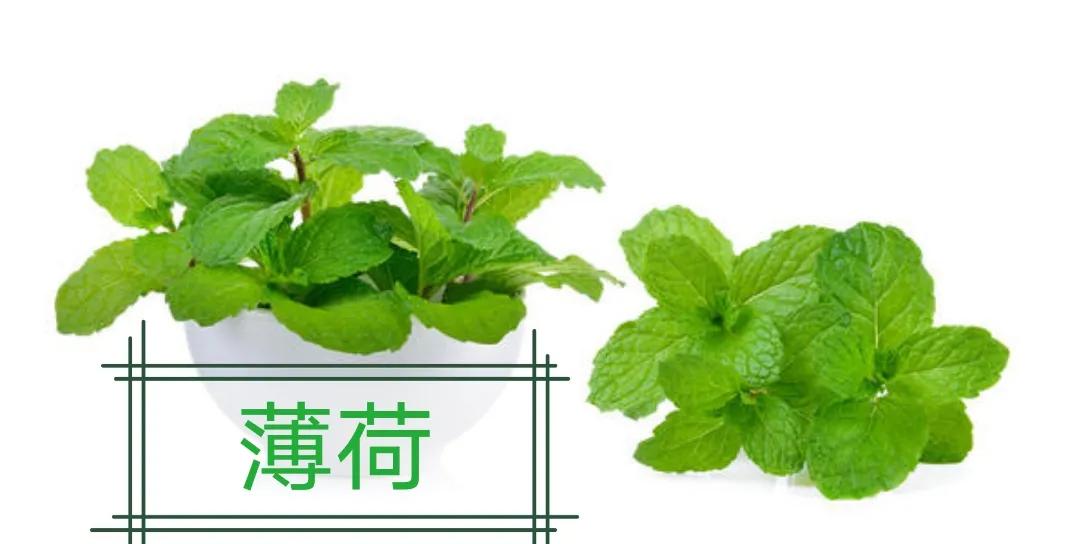 神似薄荷的养生药材,薄荷和其他中药同时煮