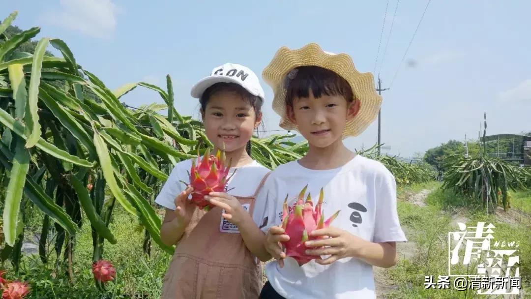 火龙果爆开,红心火龙果大爆单