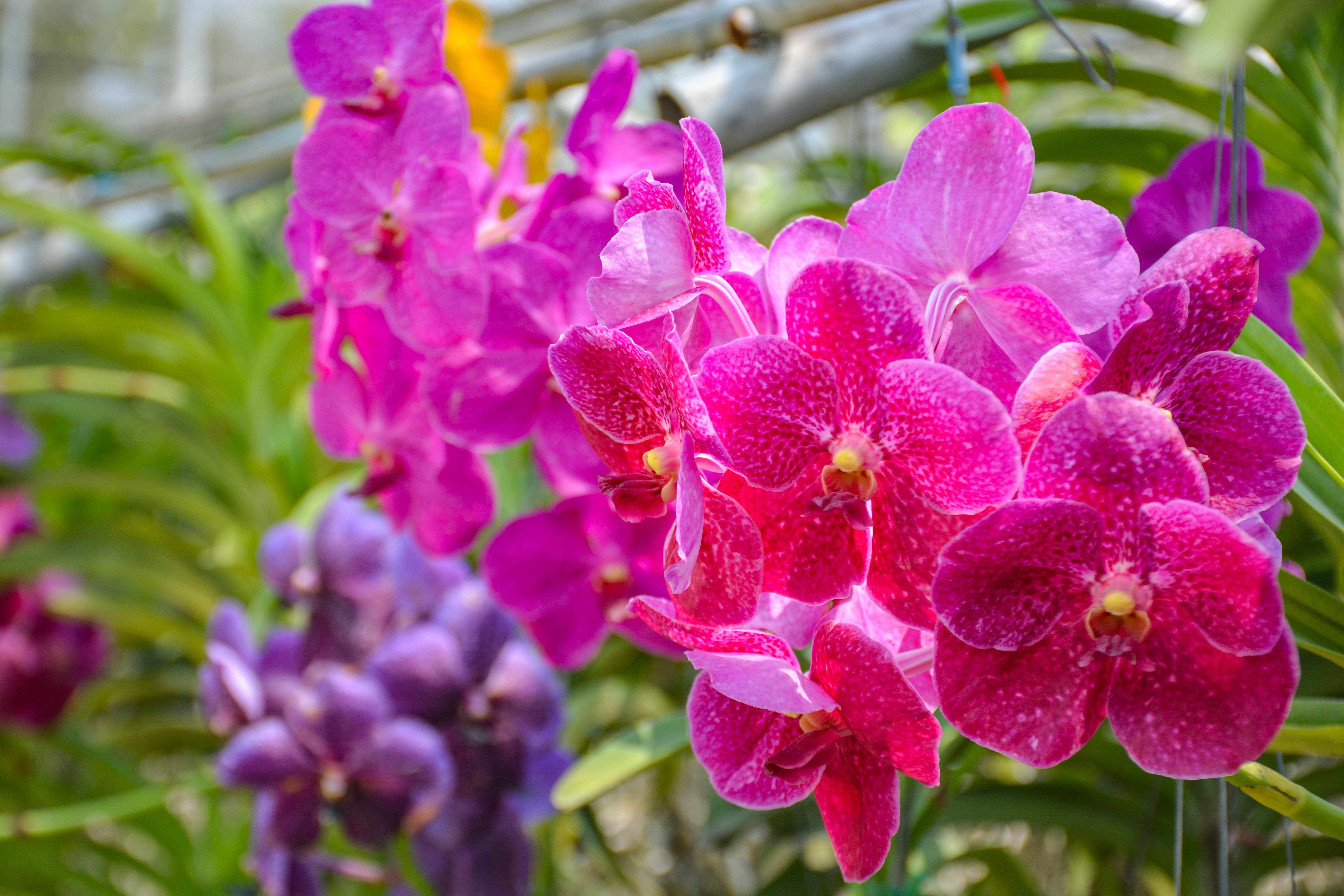好看又好养的兰花有哪些,最好的十种兰花
