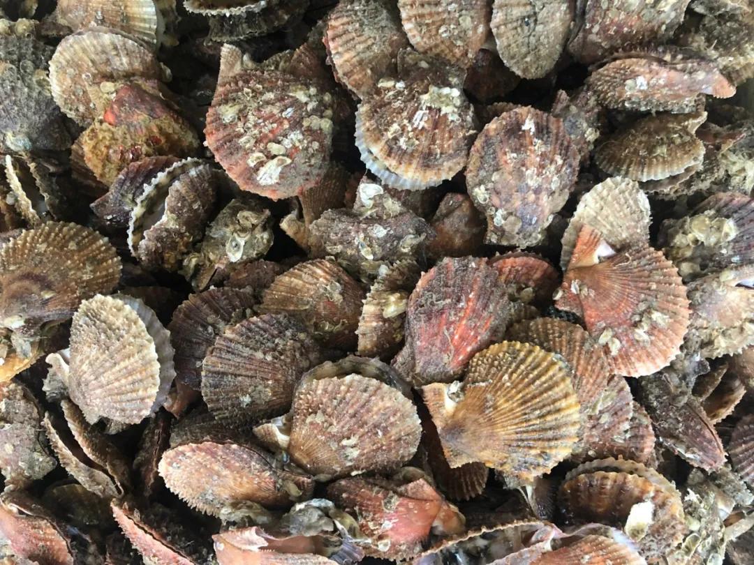 威海100元一斤的海鲜,六月份威海海鲜价格