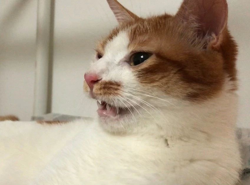 猫有牙周炎该怎么治疗,猫有牙龈炎怎么治疗