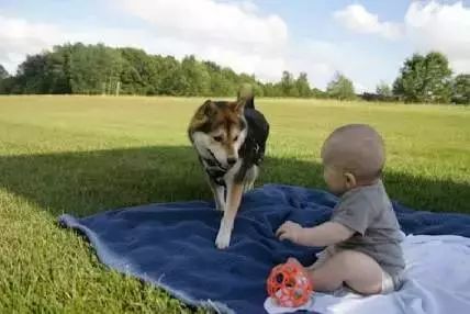 怀孕养狗会导致胎停吗,怀孕养狗会导致流产吗