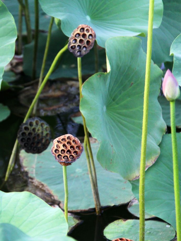 出淤泥而不染濯清涟而不妖原文,出淤泥而不染濯清涟而不妖行书