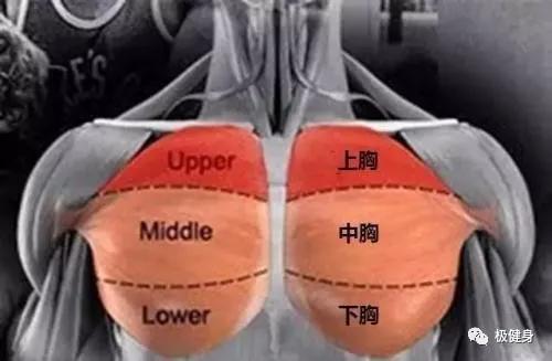 穿衣服撑不起来是骨架小吗,胸肌锻炼多久能穿衣有型