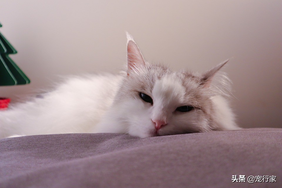 猫咪为什么老是放屁还很臭,猫咪老是放屁而且很臭怎么回事