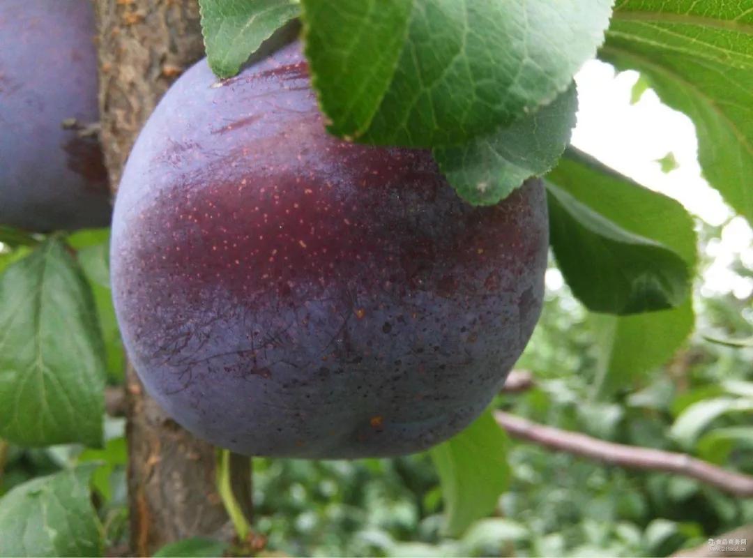 黑巨王李种植密度,黑李子怎么种植高产