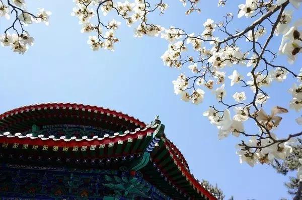 最适合赏花的花,视觉盛宴五种赏花名花供您选择