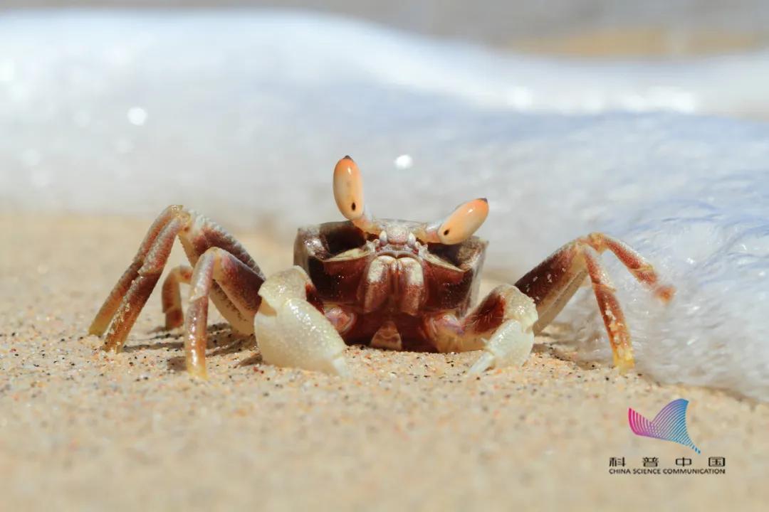 死蟹不能吃,现在母蟹好还是公蟹好