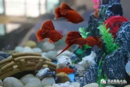 寓意好的热带观赏鱼,比较有寓意的观赏鱼