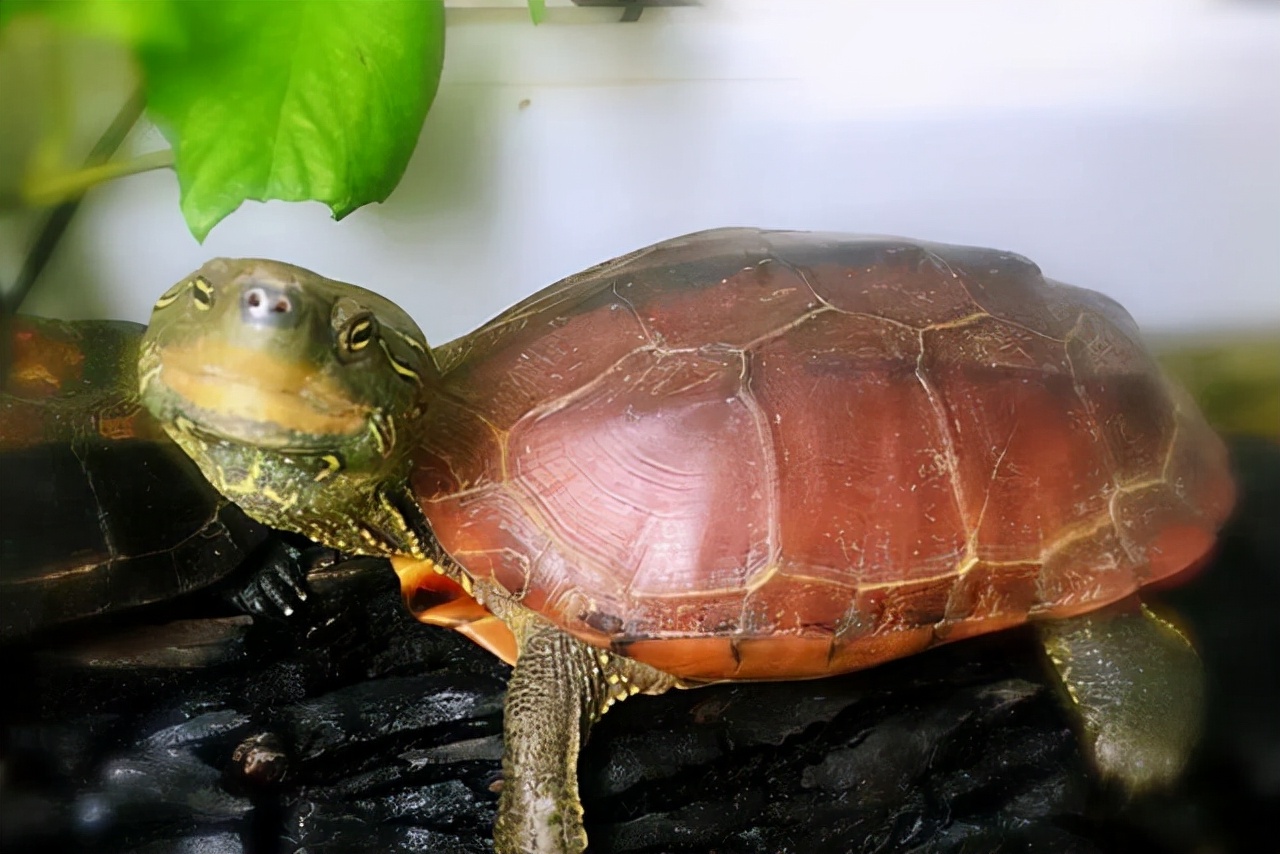 草龟的基因怎么遗传,草龟食欲变差的有哪几种症状