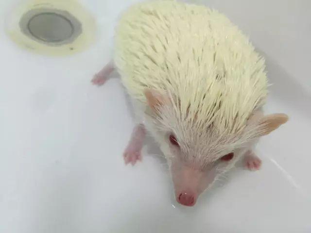 养狗养猫养兔子哪个好,养猫和养狗熊哪个更好