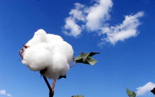 优衣库跟zara的短袖对比,优衣库中长款t恤白色速干