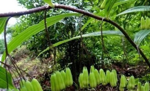 类似黄姜药材的植物,跟黄姜长得一模一样的植物