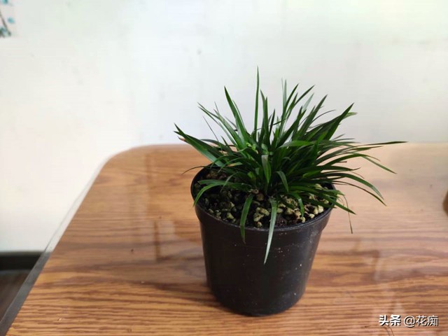 菖蒲竹子石头组合盆景,文竹菖蒲假山盆景图片大全