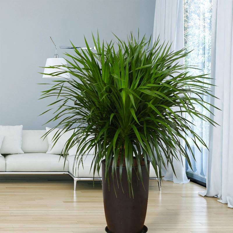 龙血树稀有吗,龙血树冬天叶子卷曲怎么办