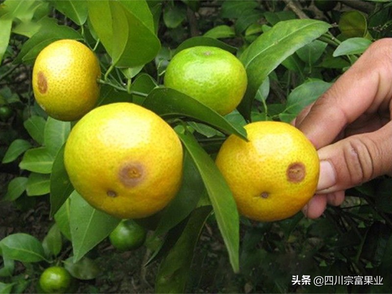 柑橘小实蝇,柑橘小实蝇雄虫与雌虫的区别